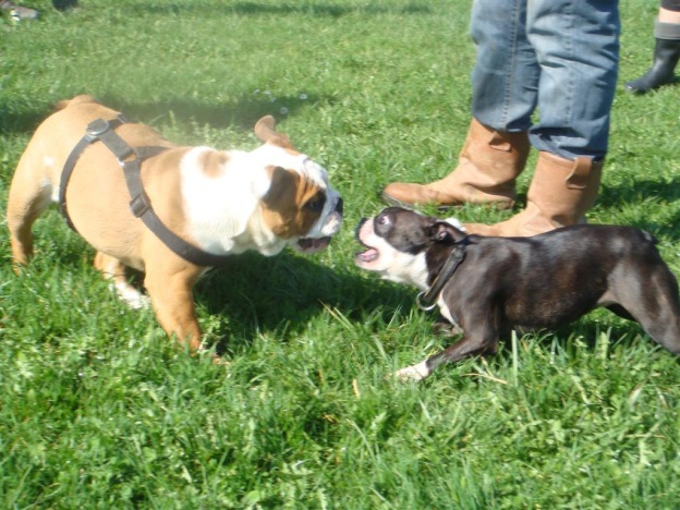 Jeux de chiots Bulldog et Boston